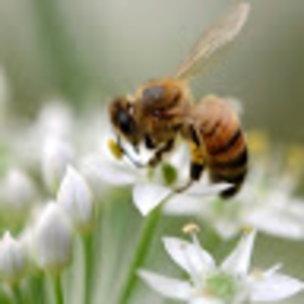 Meet your Posher, Ikarossoars